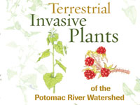 Terrestrial Invasive Plants