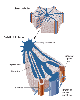 Structure of the liver's lobules