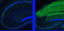 Two panels show the blunt ends of neurons outlined in glowing blue.  The left one has very little green and the right one intense green along its upper surface.