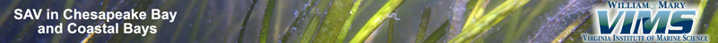 A closeup view of eelgrass (Zostera Marina), including reproductive shoots.