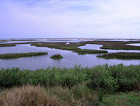 Salt marsh (Natinoal Estuarine Research Reserve System)