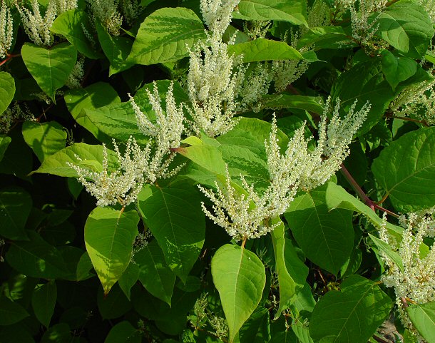 Polygonum cuspidatum plant