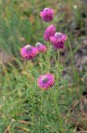 Purple prarie-clover Dalea purpurea