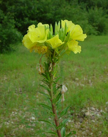 Oenothera biennis inflorescence