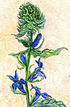 Great Blue Lobelia