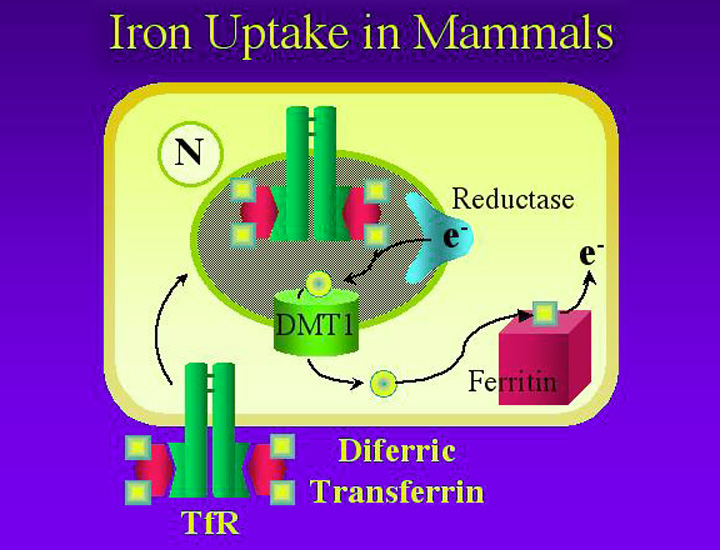 Iron Uptake in Mammals