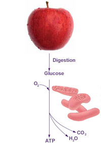 Energy from the food you eat is converted into ATP.