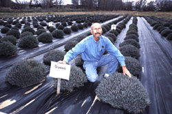 AES researcher in lavender test field