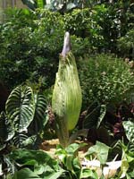 Titan arum, Amorphophallus titanum