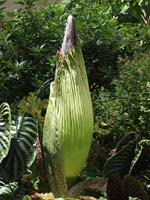 Titan arum, Amorphophallus titanum