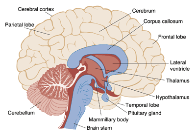 Schematic of a lengthwise cross-section through the human brain