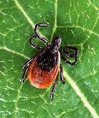 photo of tick