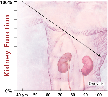 drawing of human torso with the position of the kidneys displayed