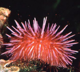 The photograph shows a purple sea urchin on a coral bed.