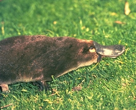 Picture of a platypus