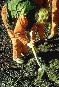 Exxon Valdez - trenching to measure oil penetration