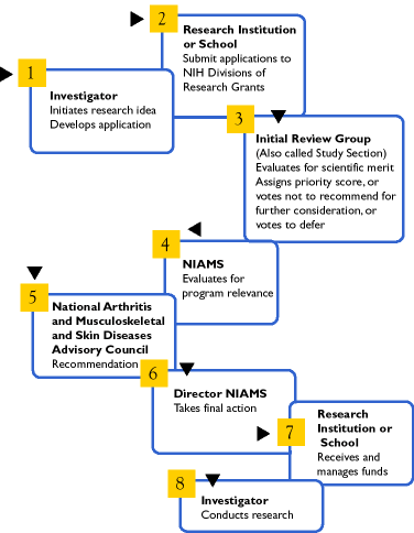 Flow chart showing the peer review process