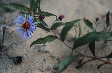 Flowers at Kobuk Sand Dunes, NPS Photo.