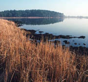 Tall grasses protect water quality along the Chesapeake Bay in Maryland. NRCS image.