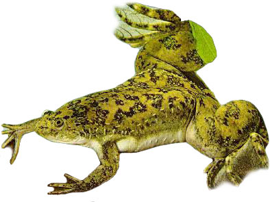 Xenopus