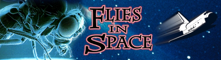Flies In Space - close-up of a Drosophila fly with Space Shuttle in background