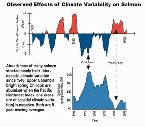 Observed Effects of Climate Variability on Salmon