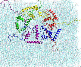 In this simulation, five alpha-synuclein protein molecules create a ring-like aggregate in the intracellular surface layer of the cell membrane.  Researchers think that at the initial state of Parkinson's disease these aggregates penetrate the membrane and create pores that can harm the cell.