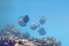 Coral reef ecosystem