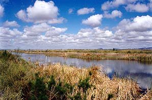 scenic view of the lower Colorado River