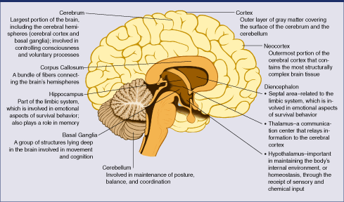 Areas of the brain that can be damaged in utero by maternal alcohol consumption