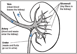 Drawing of a cross section of a kidney with parts and functions labeled.
