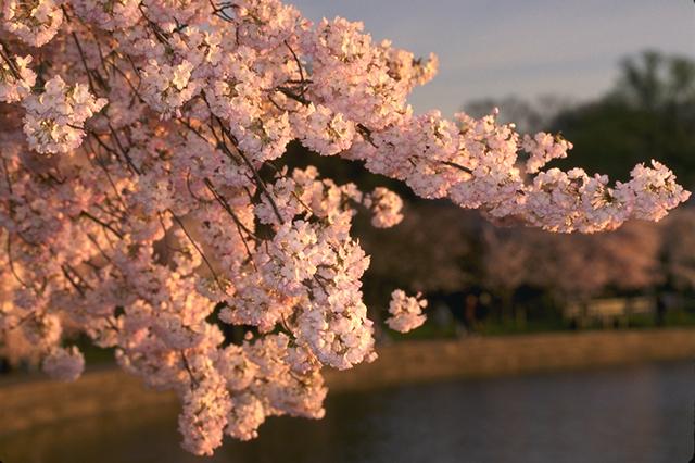 cherry blossom photo