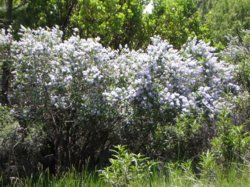 [Photograph] Wildflowers.