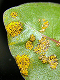 ohia rust (Puccinia psidii) on ohia (Metrosideros polymorpha)