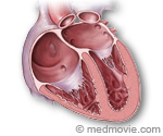 Heart Chambers Illustration