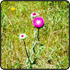 Photograph of a flower at a wildlife enhancement area, formerly the old Army Creek Landfill.