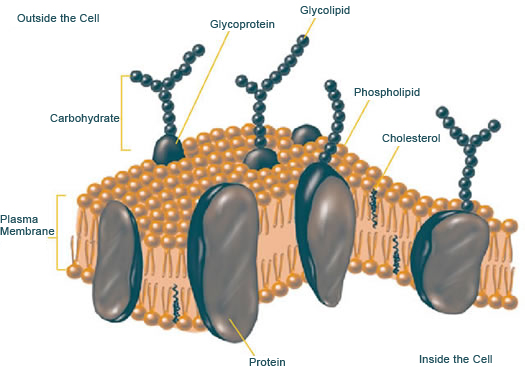 The plasma membrane is a cell's protective barrier.