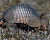 Armadillo