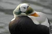 Spectacled eider (U.S. Fish and Wildlife Service)