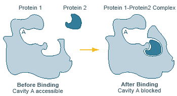 Illustration of proteins working together