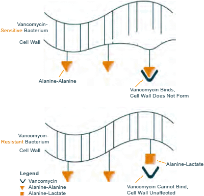 The cell wall of a bacterium killed by vancomycin contains a critical cross-link: left. The cell wall of a bacterium that is resistant to vancomycin is missing this cross-link (right).