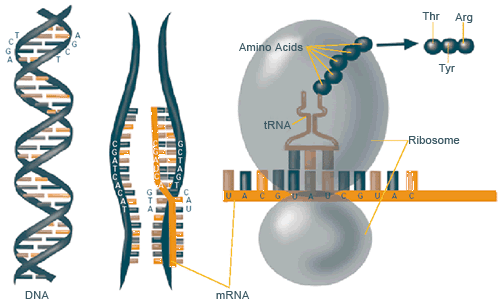 Illustration of how DNA, mRNA, and amino acids work together to create proteins.