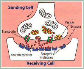 cells - graphic