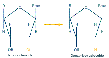 By removing an oxygen (O), the enzyme
ribonucleotide reductase creates deoxyribonucleosides, the building blocks of DNA.
