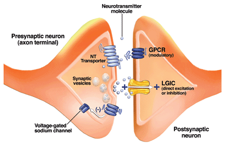 Schematic drawing of a synapse between two neurons