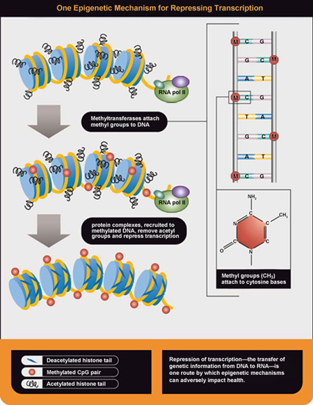 Environmental Epigenetics