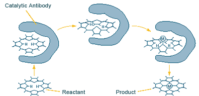 Catalytic antibodies can act like enzymes, converting
reactants into products.