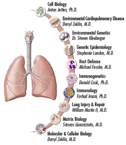 Laboratory of Respiratory Biology Groups