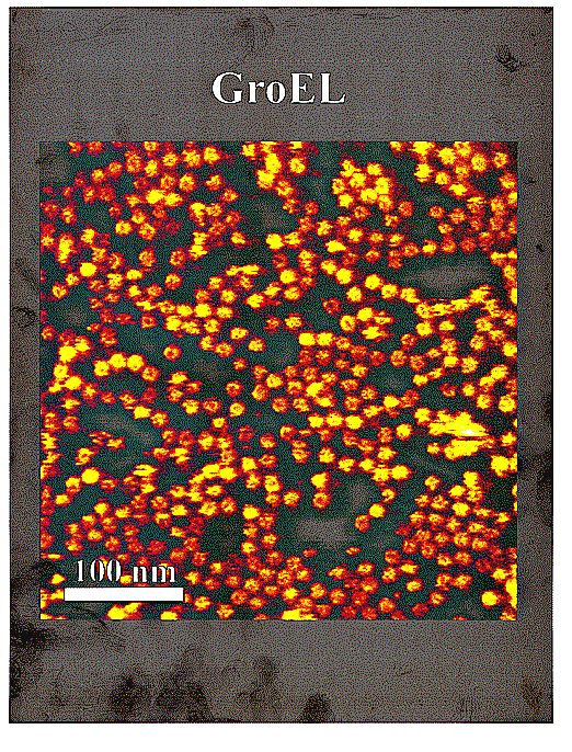 GroEL adsorbed on mica, in buffer solution. Image was taken by using a small cantilever AFM in the tapping mode. The height scale, from black to yellow, is 15 nm. The center channel of the GroEL molecules is visible as a dark region at center of a bright ring.