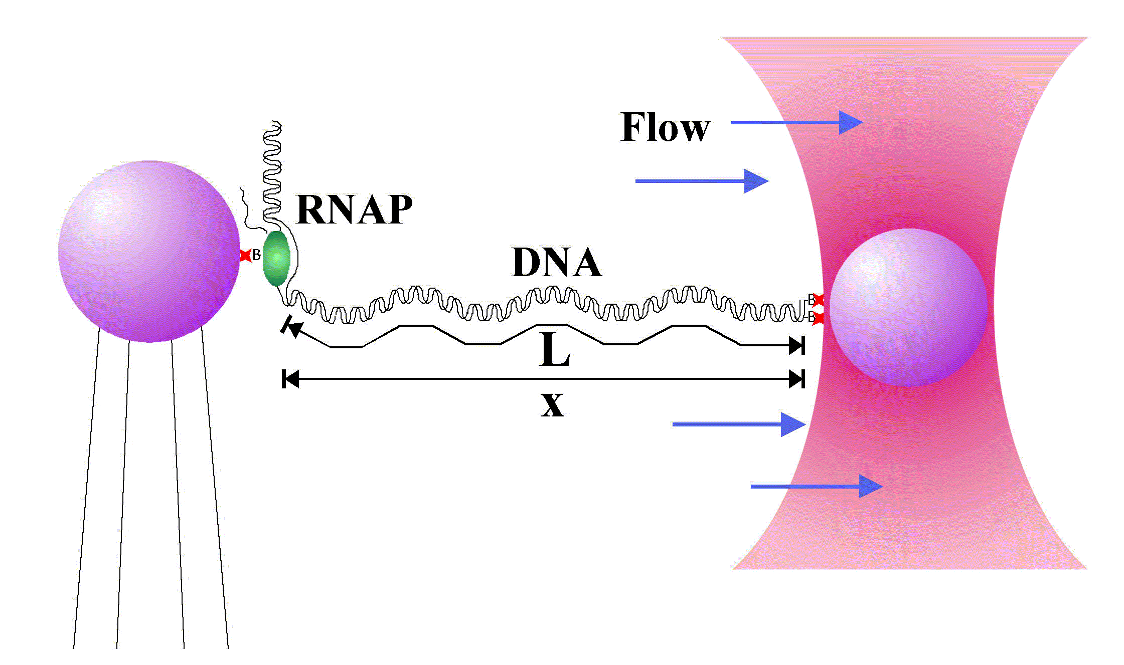 Laser Tweezers and Transcription. A transcription complex is tethered between two streptavidin-coated beads and kept in a continuous buffer flow. As a transcribing polymerase moves along the DNA, it physically pulls the two beads closer together. One bead is held in place with laser tweezers (red funnel) and the other by a pipette. The separation of the beads is measured by video microscopy and used to determine the end-to-end distance of the DNA.